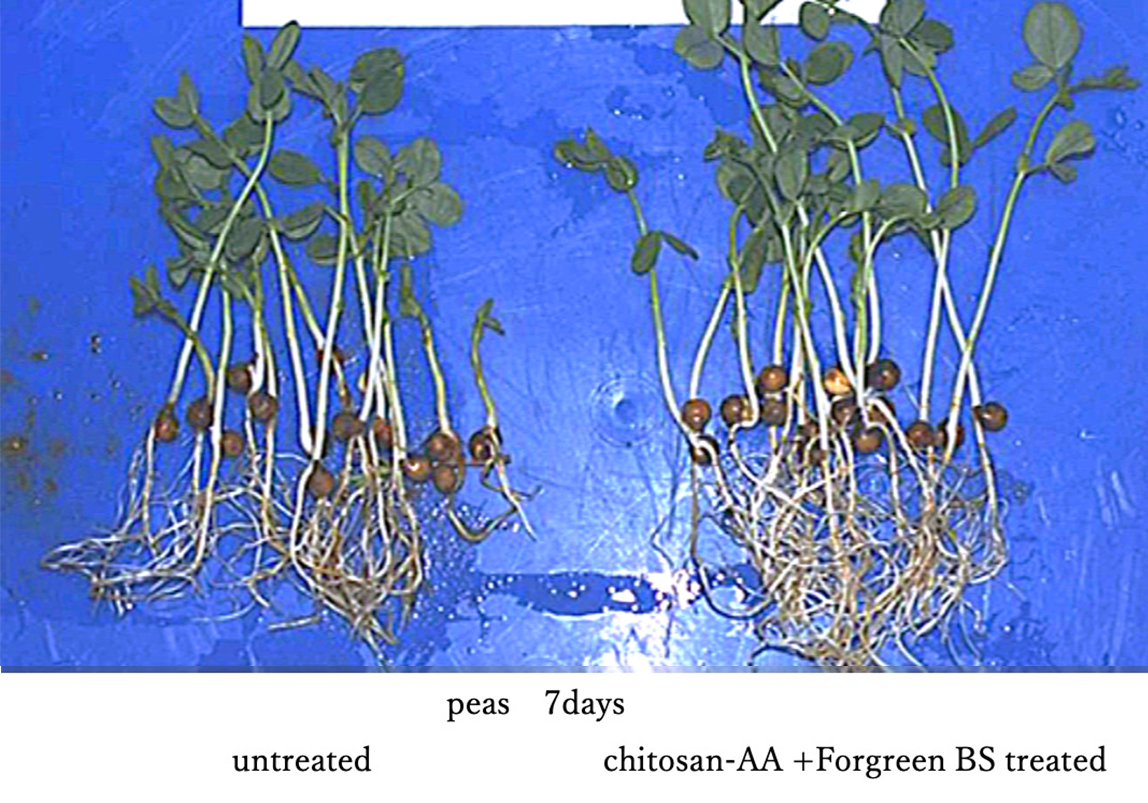 Example of effect | peas 7days