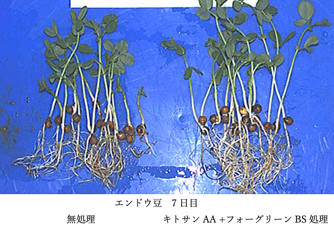 効果事例｜エンドウ豆７日目
